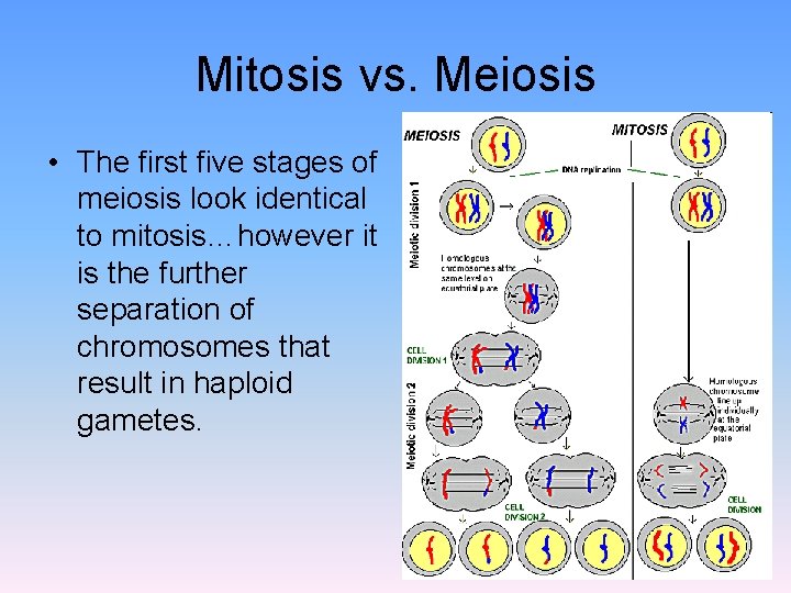 Mitosis vs. Meiosis • The first five stages of meiosis look identical to mitosis…however