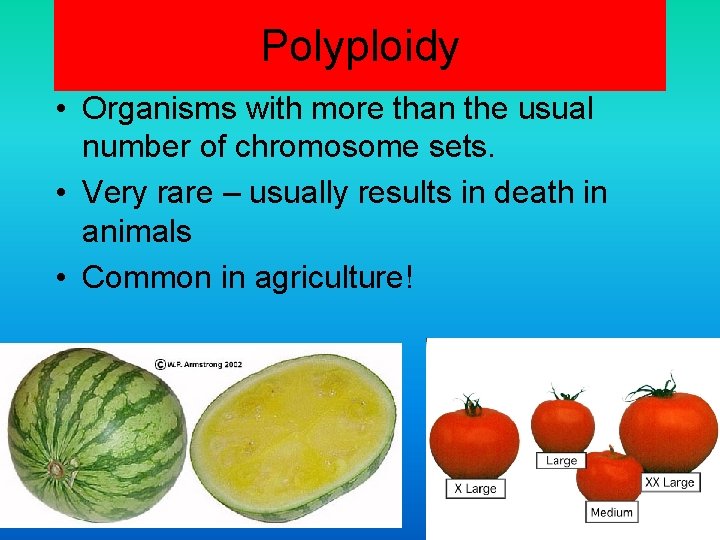 Polyploidy • Organisms with more than the usual number of chromosome sets. • Very