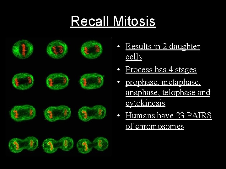 Recall Mitosis • Results in 2 daughter cells • Process has 4 stages •