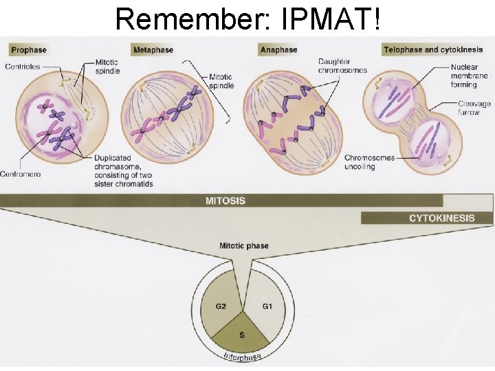 Remember: IPMAT! 