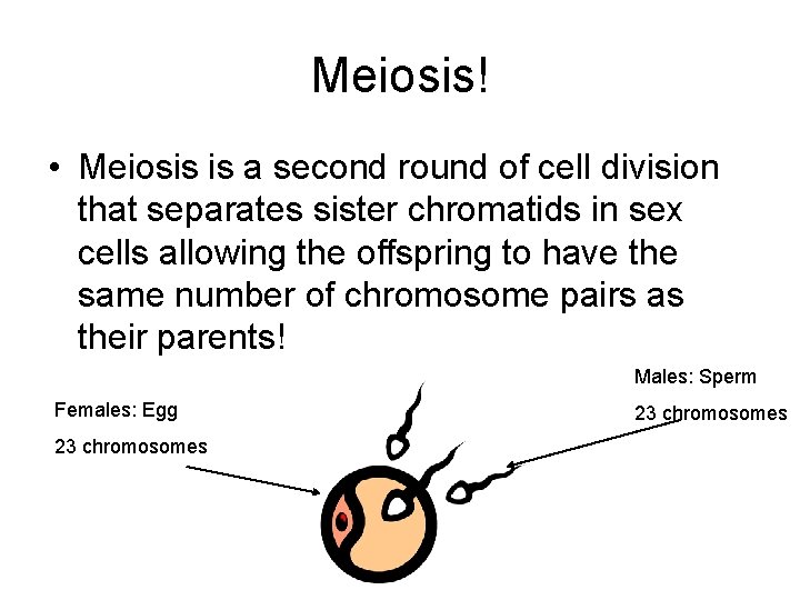 Meiosis! • Meiosis is a second round of cell division that separates sister chromatids