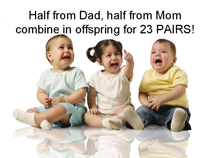 Half from Dad, half from Mom combine in offspring for 23 PAIRS! 