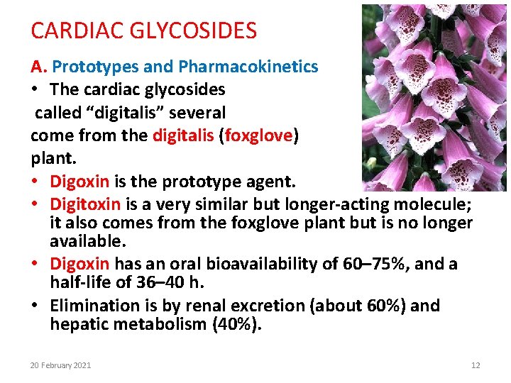 CARDIAC GLYCOSIDES A. Prototypes and Pharmacokinetics • The cardiac glycosides called “digitalis” several come