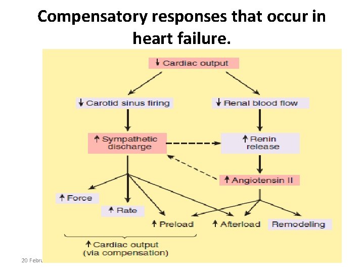 Compensatory responses that occur in heart failure. 20 February 2021 9 