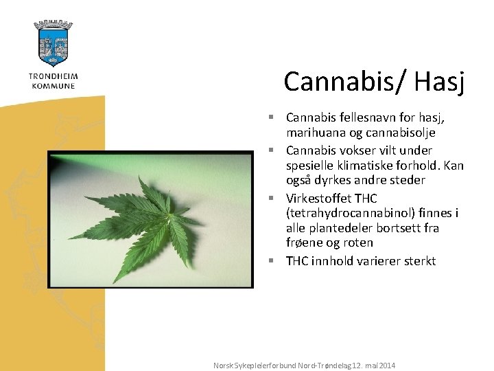 Cannabis/ Hasj § Cannabis fellesnavn for hasj, marihuana og cannabisolje § Cannabis vokser vilt