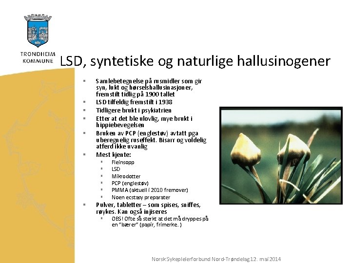 LSD, syntetiske og naturlige hallusinogener § § § Samlebetegnelse på rusmidler som gir syn,