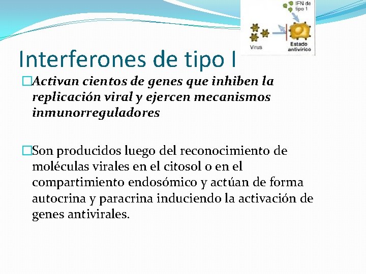 Interferones de tipo I �Activan cientos de genes que inhiben la replicación viral y