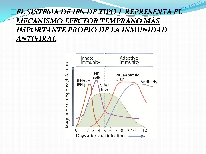 �EL SISTEMA DE IFN DE TIPO I REPRESENTA EL MECANISMO EFECTOR TEMPRANO MÀS IMPORTANTE