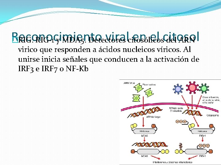 Reconocimiento viralcitosólicos en el citosol �RIG: RIG-1 y MDA 5. Detectores del ARN virico