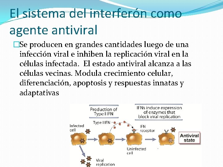 El sistema del interferón como agente antiviral �Se producen en grandes cantidades luego de