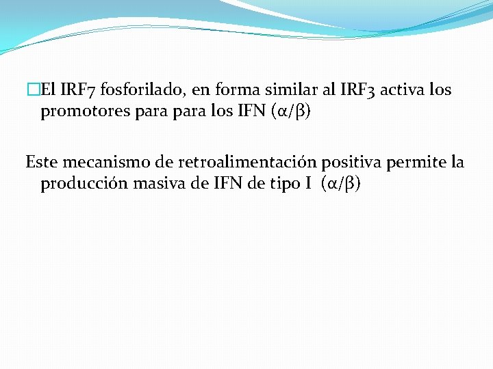 �El IRF 7 fosforilado, en forma similar al IRF 3 activa los promotores para