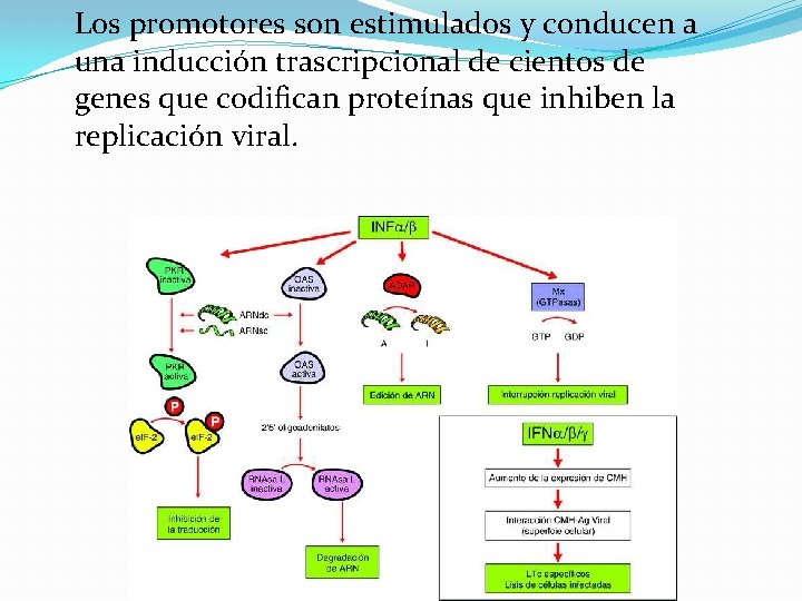 Los promotores son estimulados y conducen a una inducción trascripcional de cientos de genes