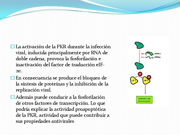 � La activación de la PKR durante la infección viral, inducida principalmente por RNA