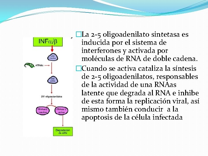 �La 2 -5 oligoadenilato sintetasa es inducida por el sistema de interferones y activada