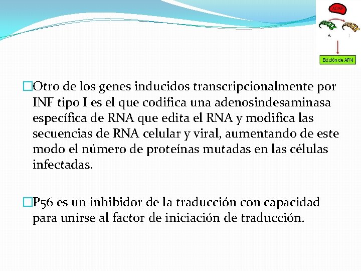 �Otro de los genes inducidos transcripcionalmente por INF tipo I es el que codifica