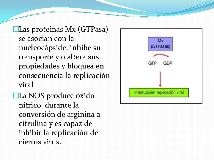 �Las proteinas Mx (GTPasa) se asocian con la nucleocápside, inhibe su transporte y o