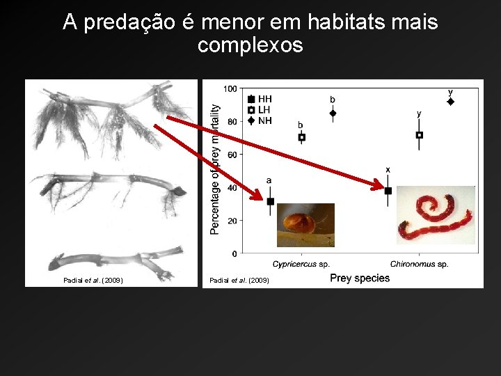 A predação é menor em habitats mais complexos Padial et al. (2009) 