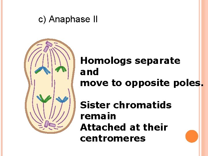 c) Anaphase II Homologs separate and move to opposite poles. Sister chromatids remain Attached