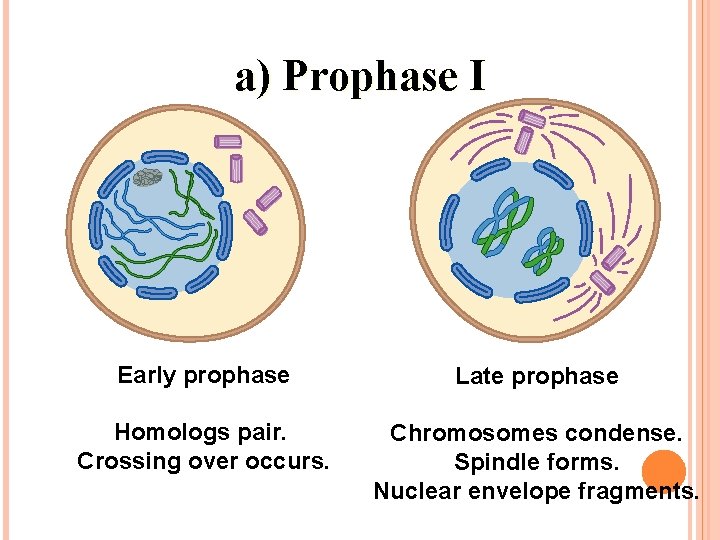 a) Prophase I Early prophase Late prophase Homologs pair. Crossing over occurs. Chromosomes condense.