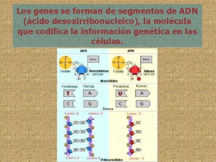 Los genes se forman de segmentos de ADN (ácido desoxirribonucleico), la molécula que codifica