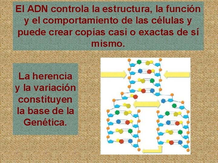 El ADN controla la estructura, la función y el comportamiento de las células y