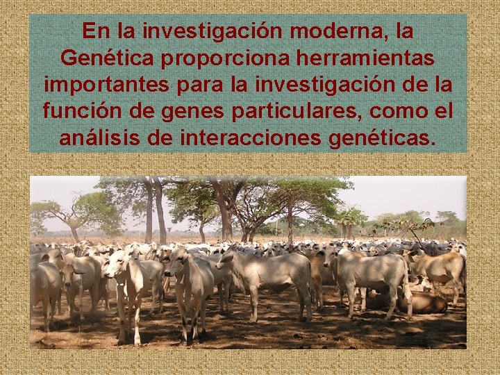 En la investigación moderna, la Genética proporciona herramientas importantes para la investigación de la