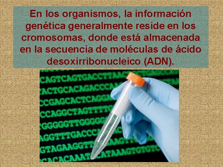 En los organismos, la información genética generalmente reside en los cromosomas, donde está almacenada