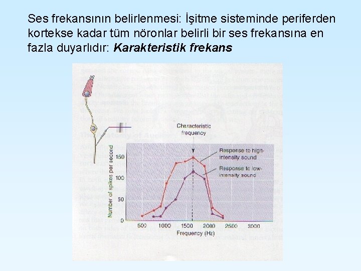 Ses frekansının belirlenmesi: İşitme sisteminde periferden kortekse kadar tüm nöronlar belirli bir ses frekansına Ses frekansının belirlenmesi: İşitme sisteminde periferden kortekse kadar tüm nöronlar belirli bir ses frekansına