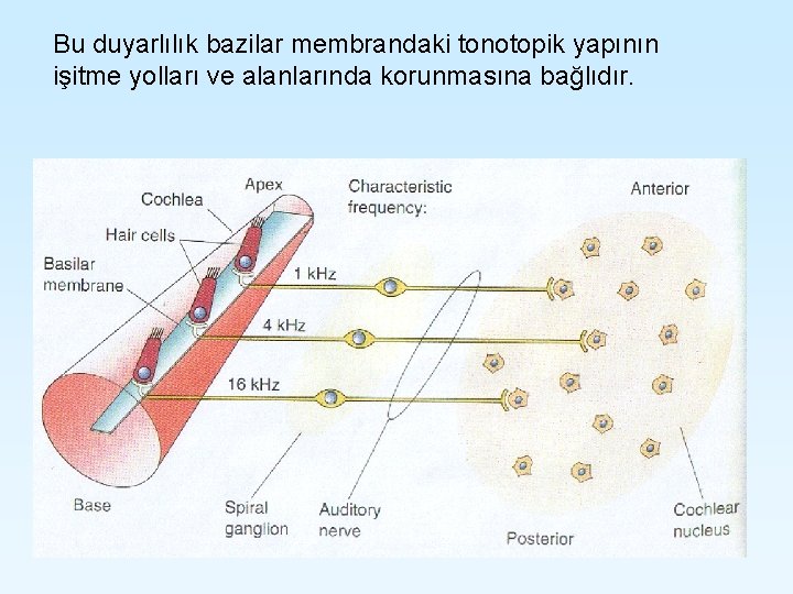 Bu duyarlılık bazilar membrandaki tonotopik yapının işitme yolları ve alanlarında korunmasına bağlıdır. Bu duyarlılık bazilar membrandaki tonotopik yapının işitme yolları ve alanlarında korunmasına bağlıdır.