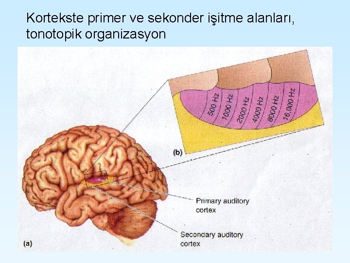 Kortekste primer ve sekonder işitme alanları, tonotopik organizasyon Kortekste primer ve sekonder işitme alanları, tonotopik organizasyon