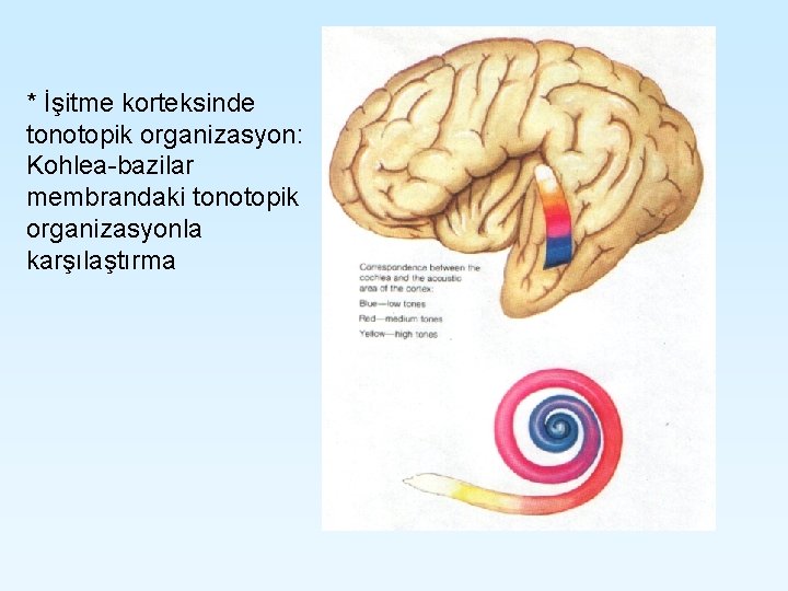 * İşitme korteksinde tonotopik organizasyon: Kohlea-bazilar membrandaki tonotopik organizasyonla karşılaştırma * İşitme korteksinde tonotopik organizasyon: Kohlea-bazilar membrandaki tonotopik organizasyonla karşılaştırma