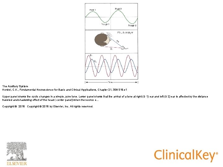 The Auditory System Henkel, C. K. , Fundamental Neuroscience for Basic and Clinical Applications, The Auditory System Henkel, C. K. , Fundamental Neuroscience for Basic and Clinical Applications,