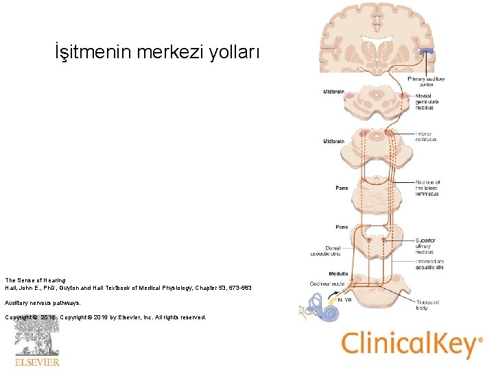 İşitmenin merkezi yolları The Sense of Hearing Hall, John E. , Ph. D, Guyton İşitmenin merkezi yolları The Sense of Hearing Hall, John E. , Ph. D, Guyton