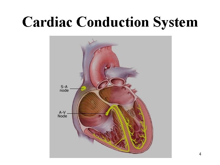 BMT 414 Pacemakers Dr Ali Saad Biomedical Engineering