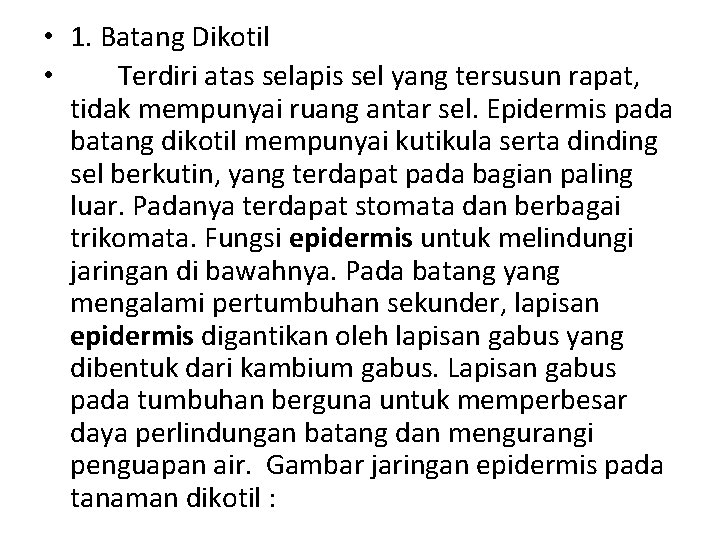  • 1. Batang Dikotil • Terdiri atas selapis sel yang tersusun rapat, tidak