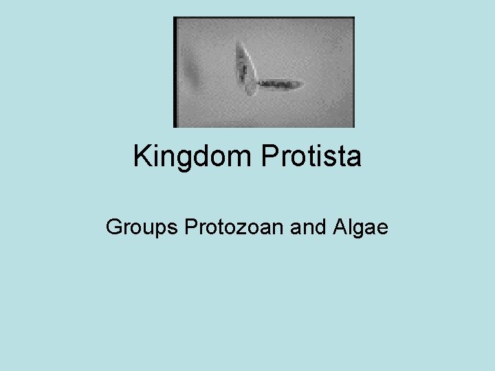 Kingdom Protista Groups Protozoan and Algae 