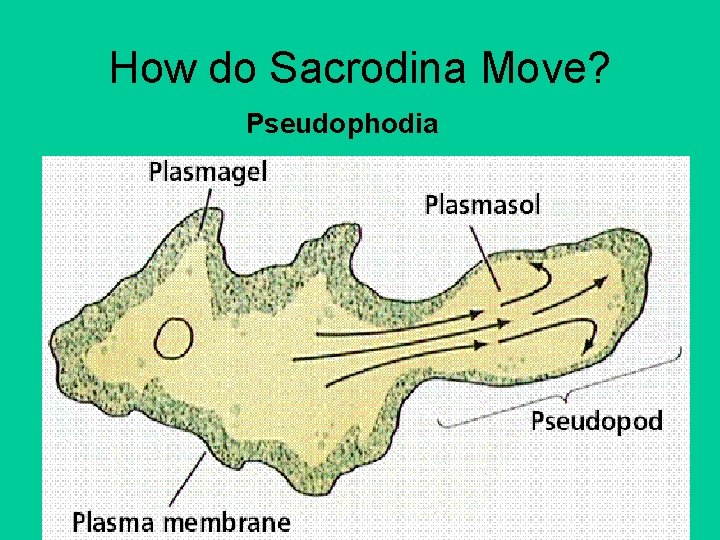 How do Sacrodina Move? Pseudophodia 