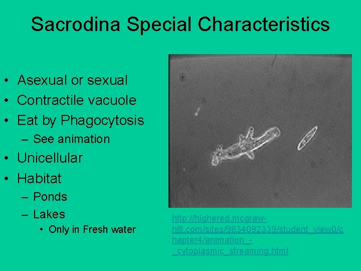 Sacrodina Special Characteristics • Asexual or sexual • Contractile vacuole • Eat by Phagocytosis
