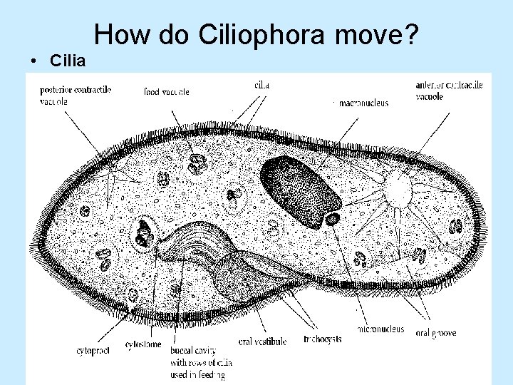How do Ciliophora move? • Cilia 