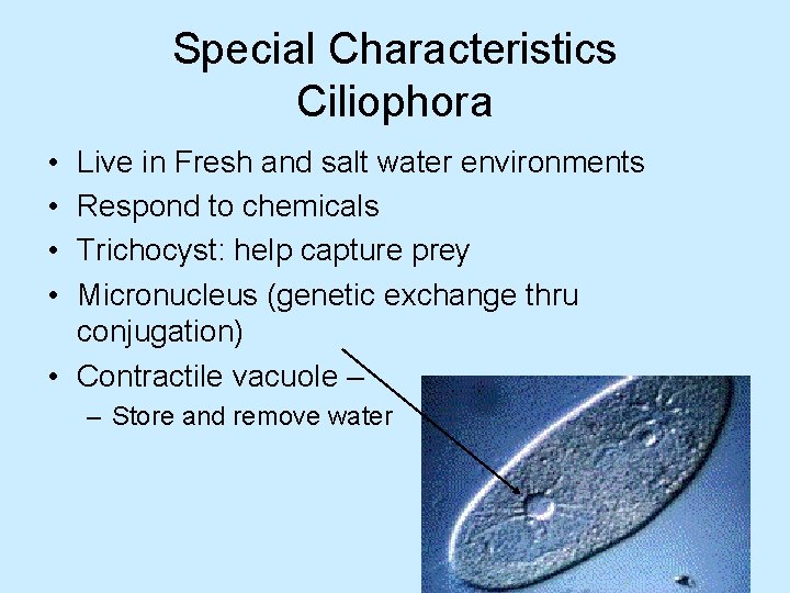 Special Characteristics Ciliophora • • Live in Fresh and salt water environments Respond to