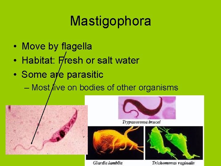 Mastigophora • Move by flagella • Habitat: Fresh or salt water • Some are