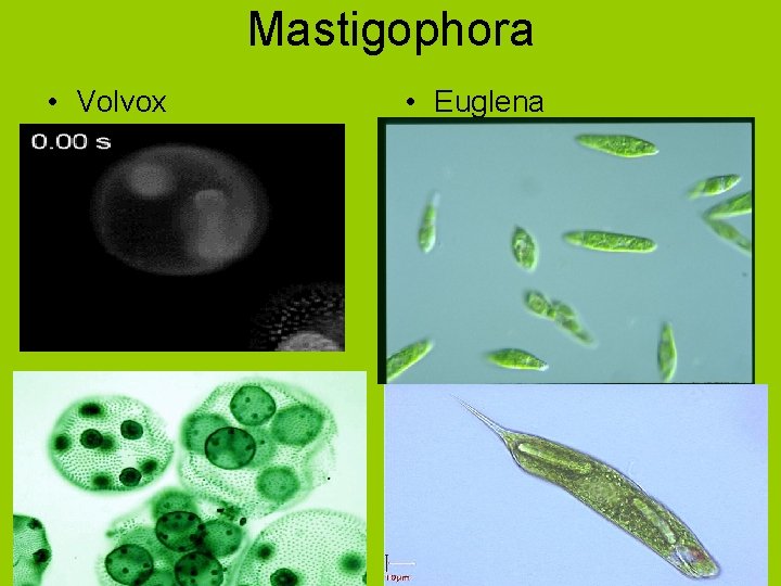 Mastigophora • Volvox • Euglena 