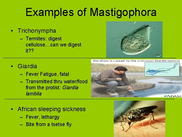 Examples of Mastigophora • Trichonympha – Termites: digest cellulose…can we digest it? ? •
