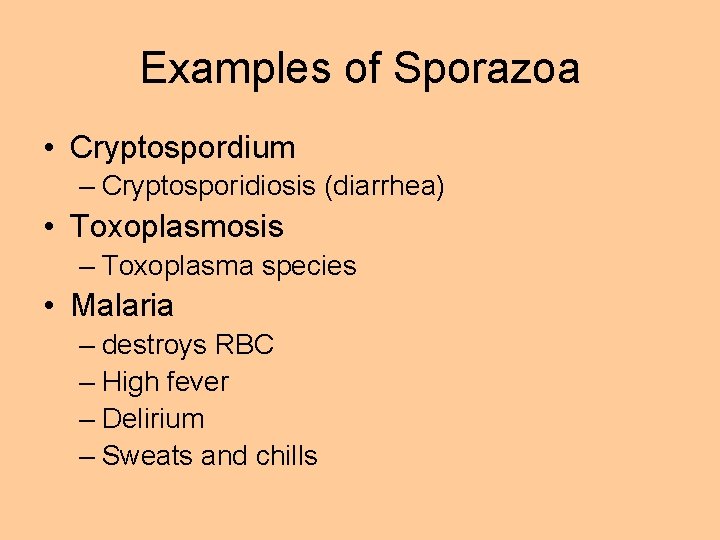 Examples of Sporazoa • Cryptospordium – Cryptosporidiosis (diarrhea) • Toxoplasmosis – Toxoplasma species •