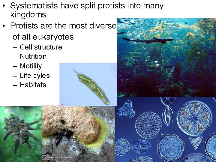  • Systematists have split protists into many kingdoms • Protists are the most