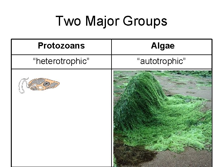 Two Major Groups Protozoans Algae “heterotrophic” “autotrophic” 
