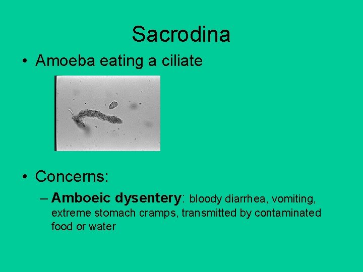 Sacrodina • Amoeba eating a ciliate • Concerns: – Amboeic dysentery: bloody diarrhea, vomiting,