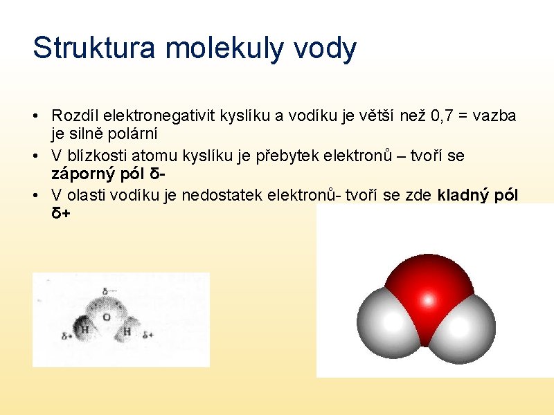 Struktura molekuly vody • Rozdíl elektronegativit kyslíku a vodíku je větší než 0, 7