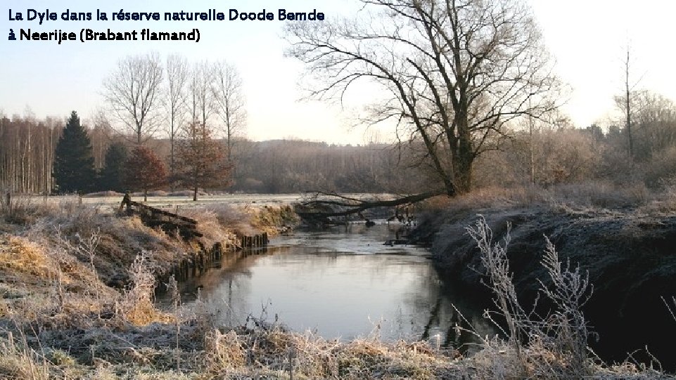 La Dyle dans la réserve naturelle Doode Bemde à Neerijse (Brabant flamand) 