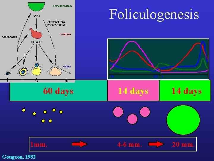 Foliculogenesis 60 days 1 mm. Gougeon, 1982 14 days 4 -6 mm. 20 mm.